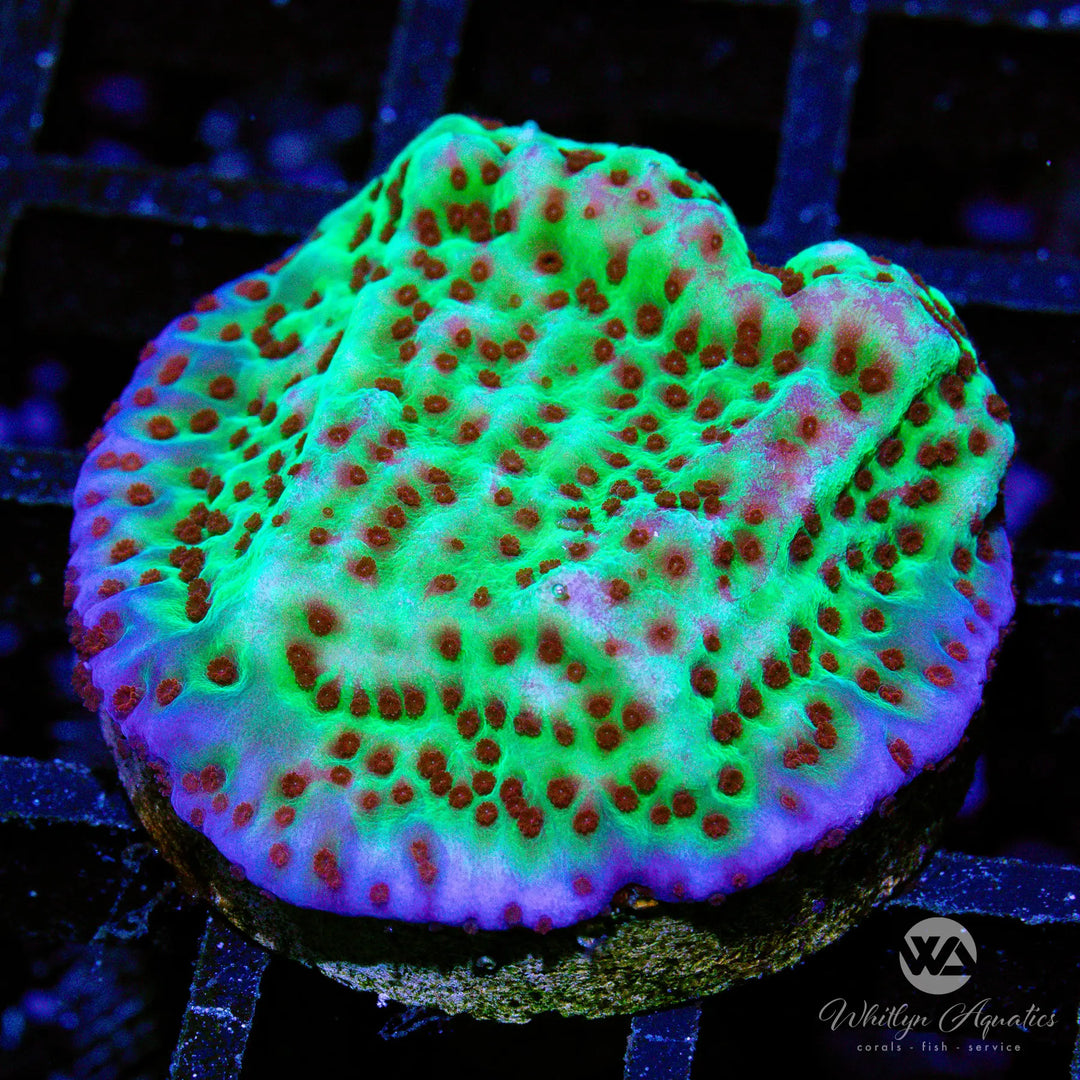 Jedi Mindtrick Montipora