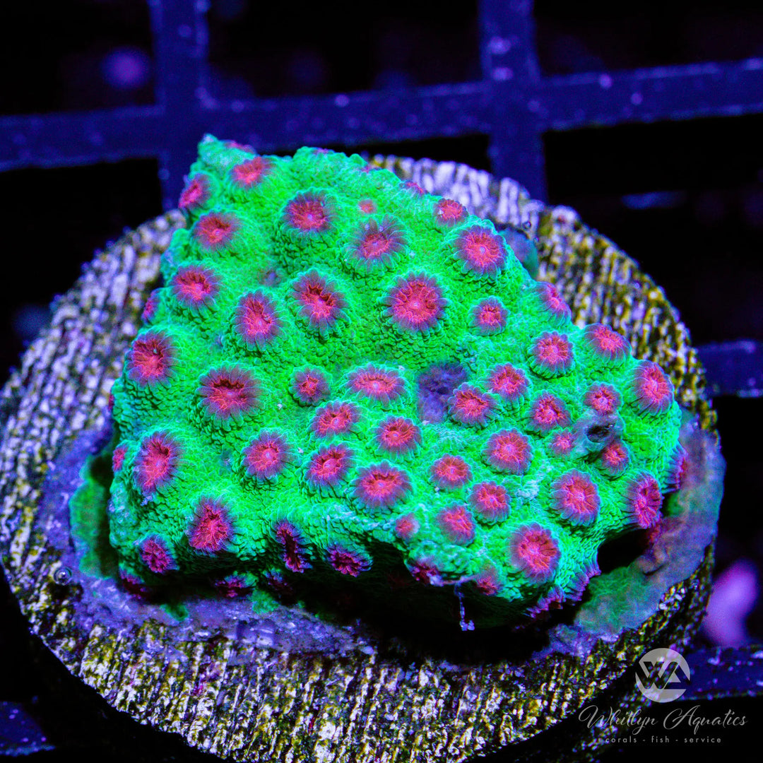 Jingle Bells Cyphastrea - WYSIWYG