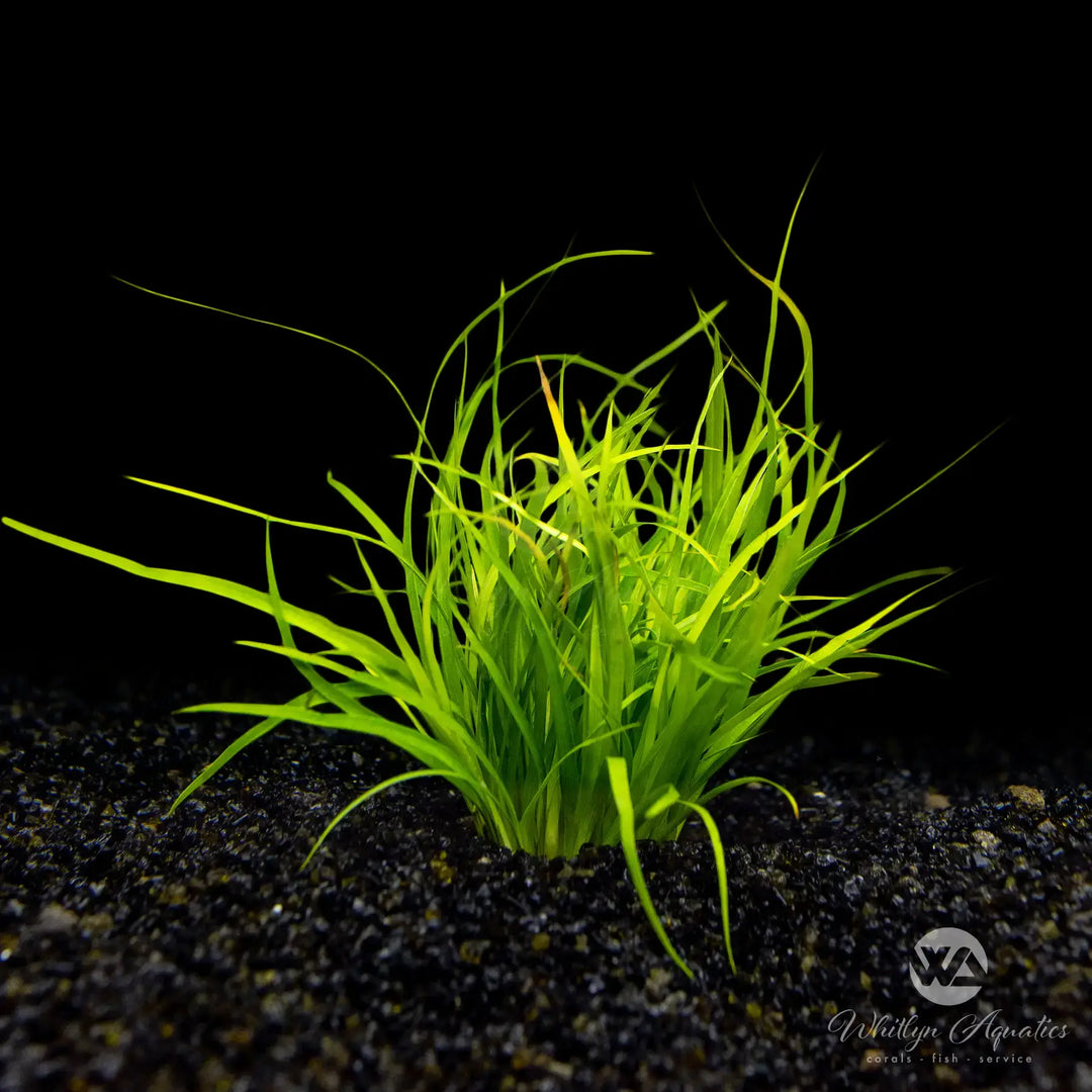 Juncus Repens