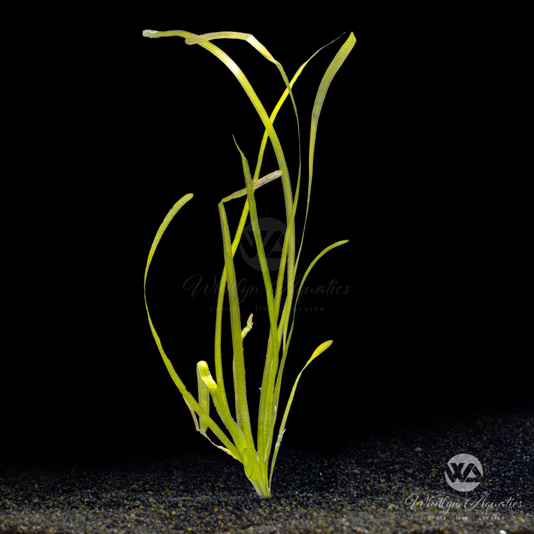 Jungle Val - Vallisneria americana