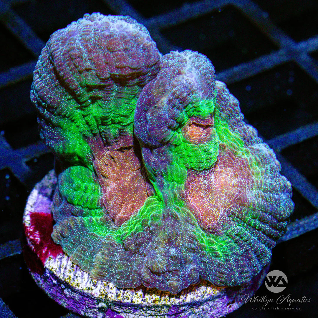 (K4) Rainbow Pectinia - WYSIWYG
