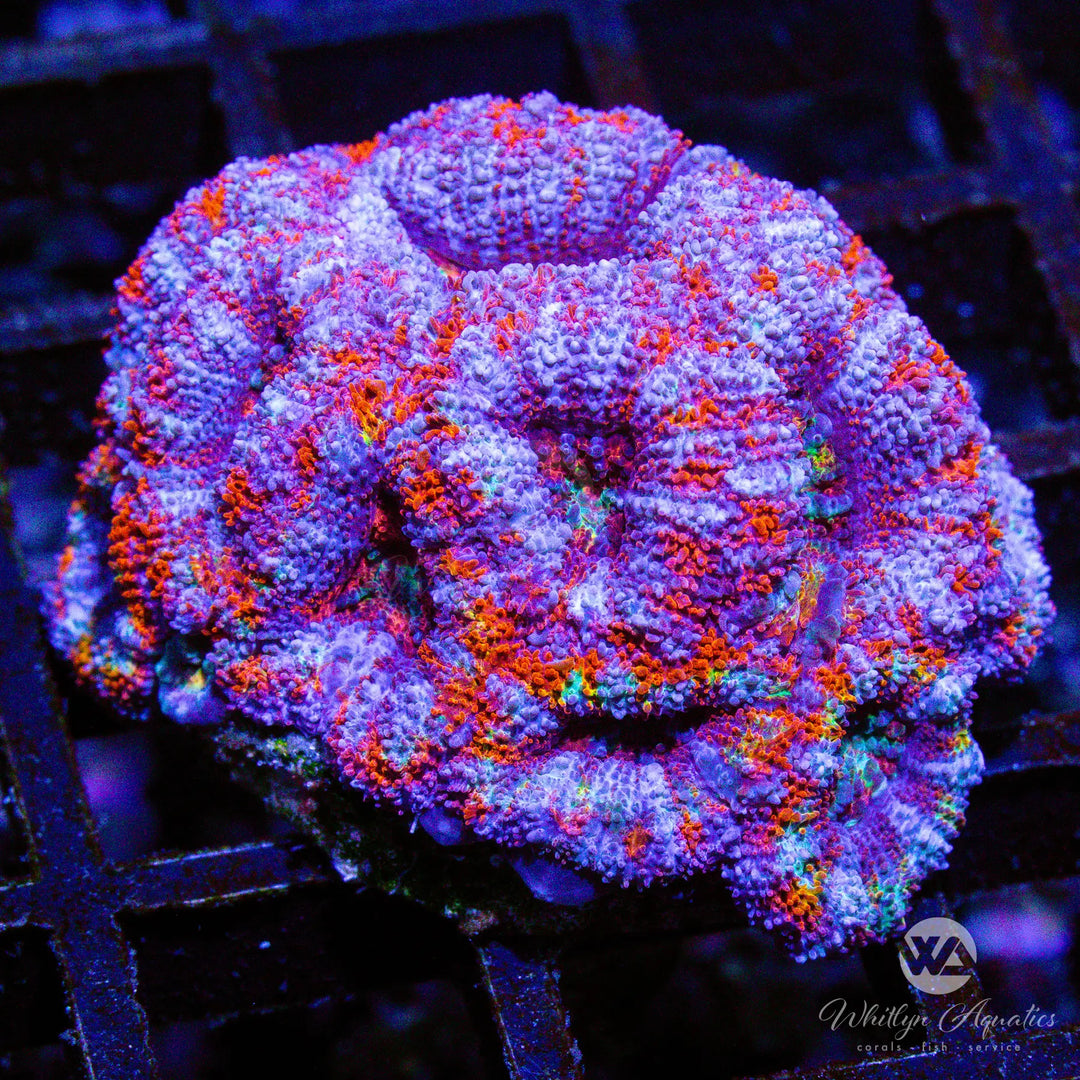 (K4) WA Cotton Candy Acan - WYSIWYG