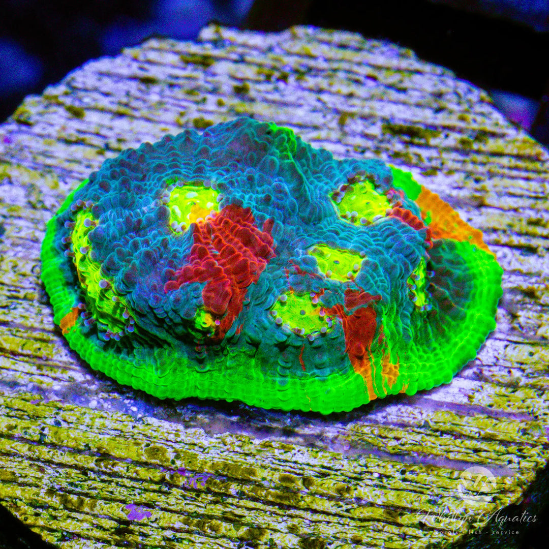 (K6) Jellybean Chalice - WYSIWYG