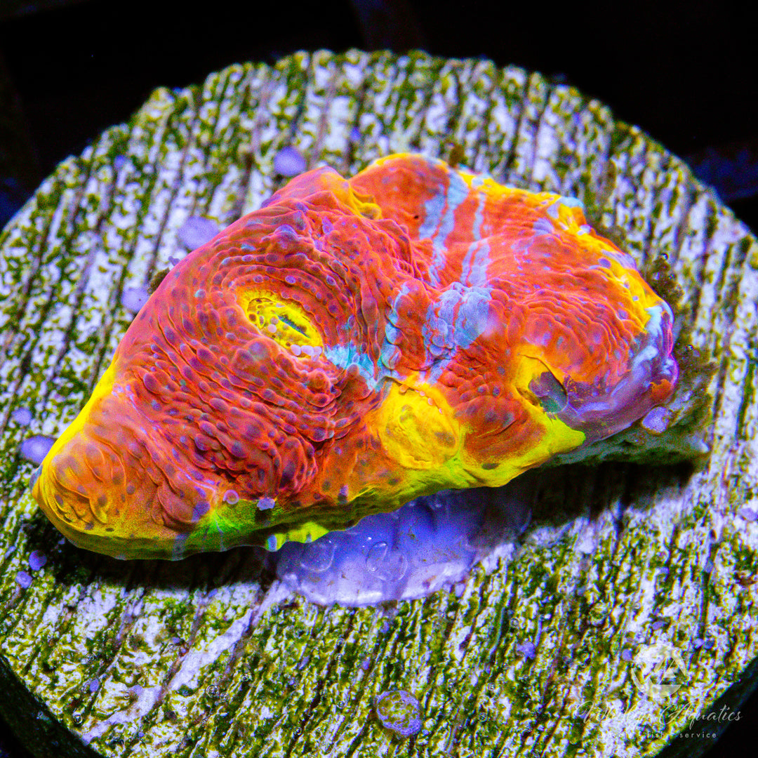 (K6) WA Scarlet Fever Chalice - WYSIWYG