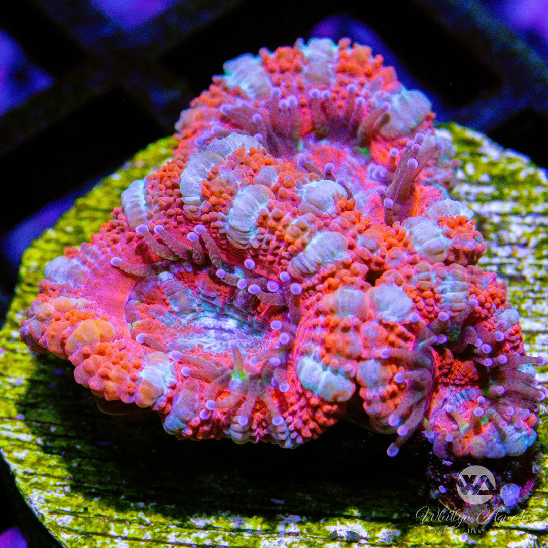 (K7) WA Peppermint Acan - WYSIWYG