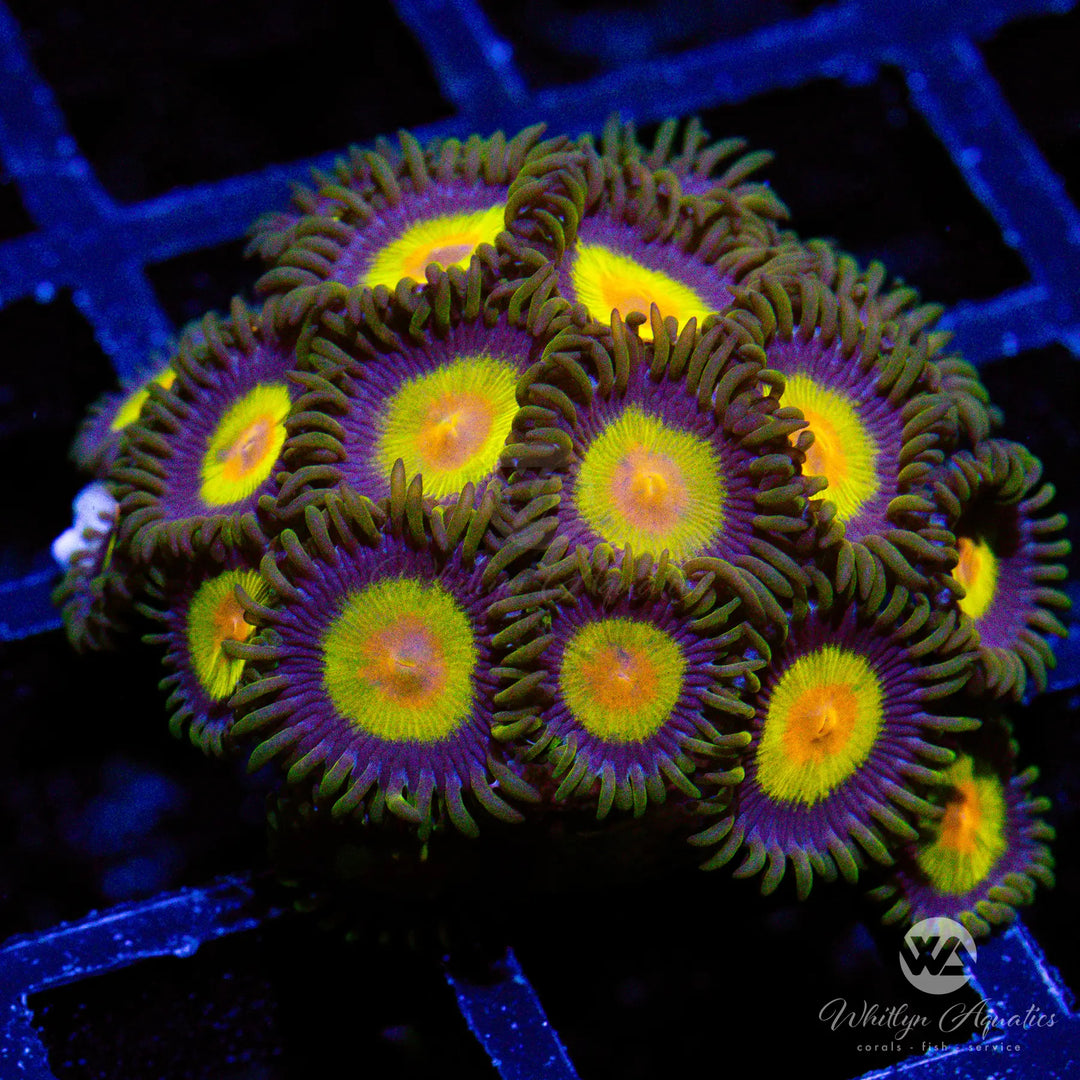 King Midas Zoanthid (Aquacultured)