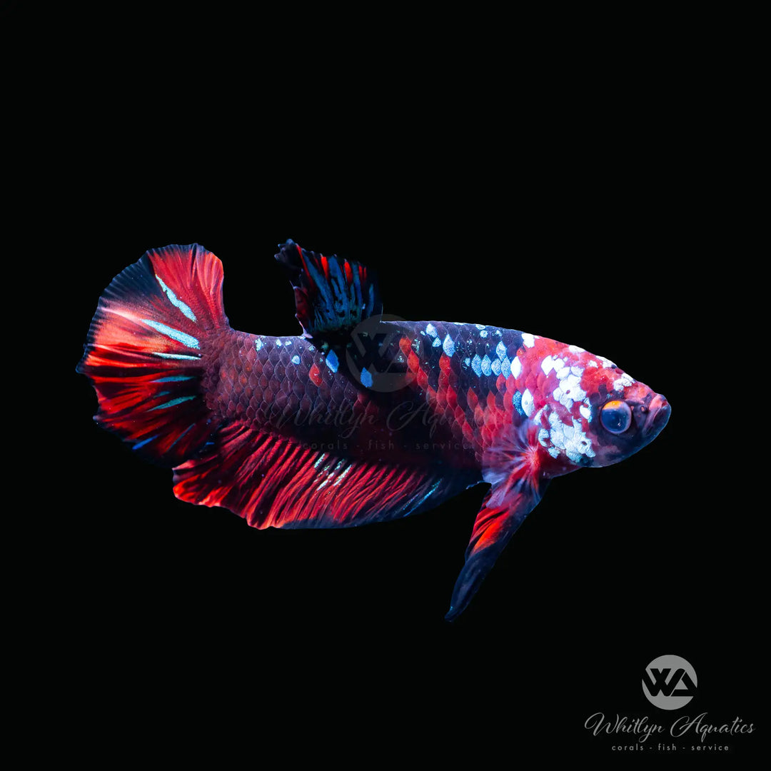 Koi Galaxy Plakat Betta