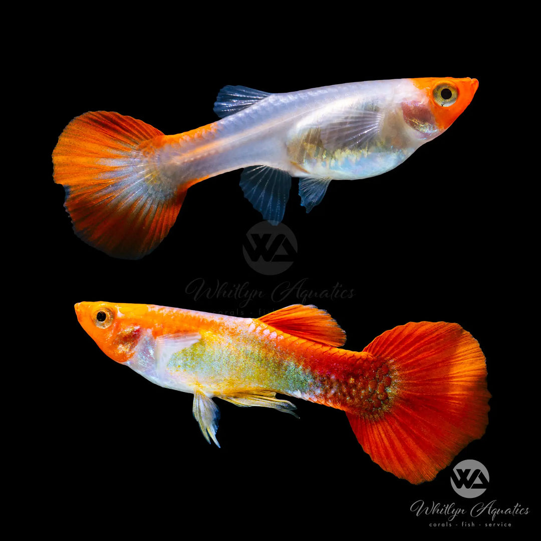 Red Koi Black Eye Guppy Pair (1M1F)