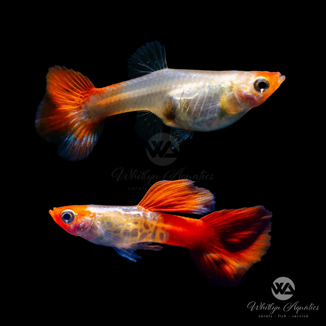 Koi Snakeskin Guppy Pair (1M1F) - Poecilia reticulata