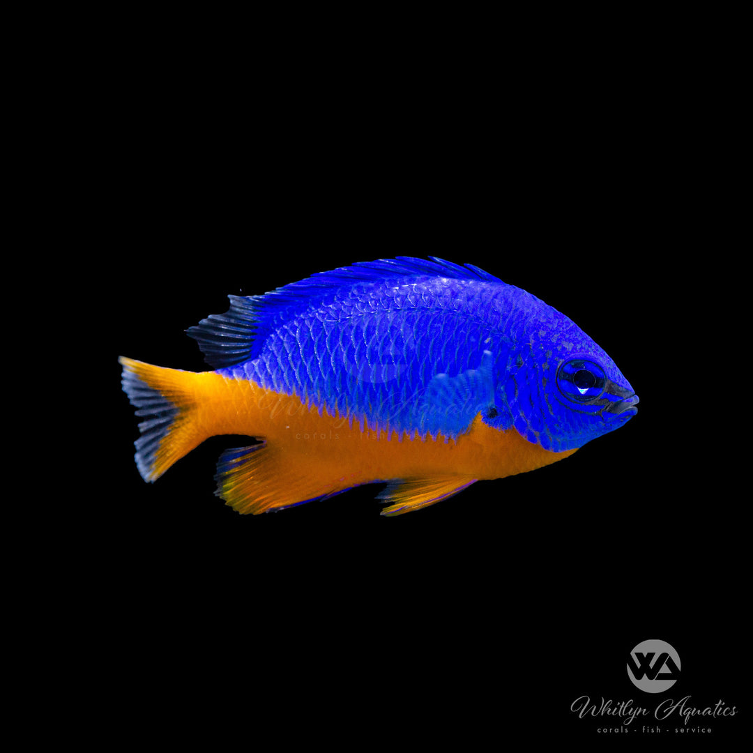 Kupang Damsel - Chrysiptera hemicyanea