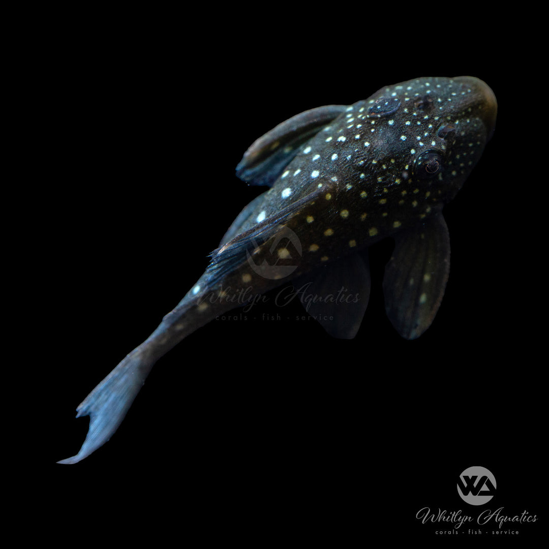 Blue Phantom Pleco - L128 - Hemiancistrus sp.