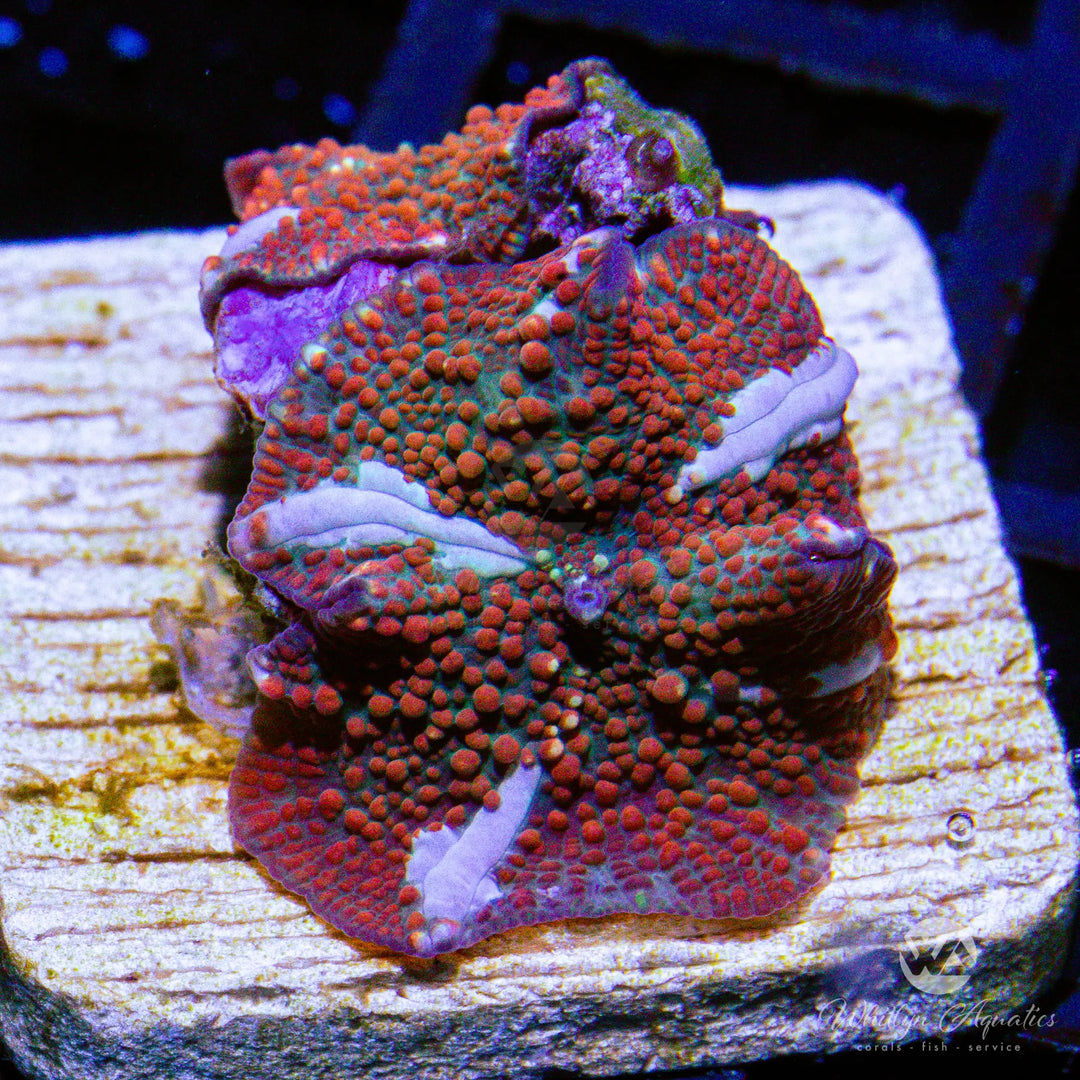 (L2) WA Trident Mushroom - WYSIWYG