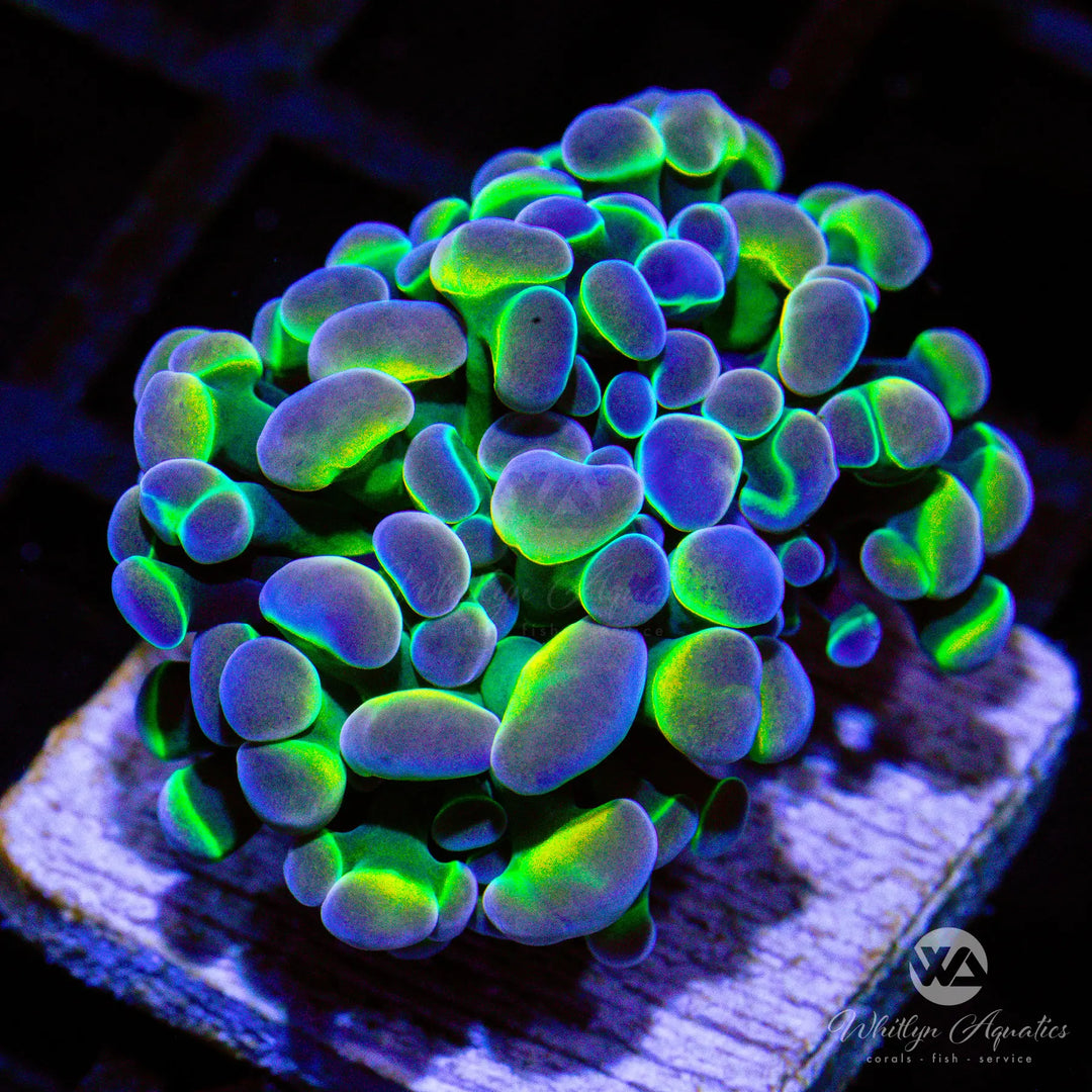 (L4) HG Hologram Branching Hammer - WYSIWYG