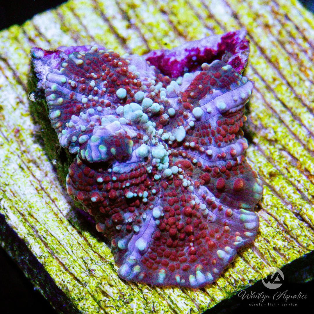 (L4) WA Blizzard Mushroom - WYSIWYG