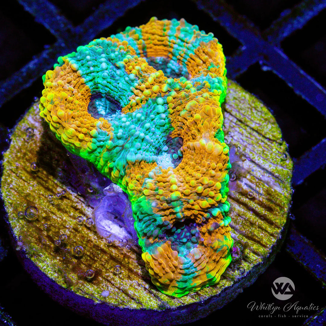 (L5) Camo Echinata - WYSIWYG