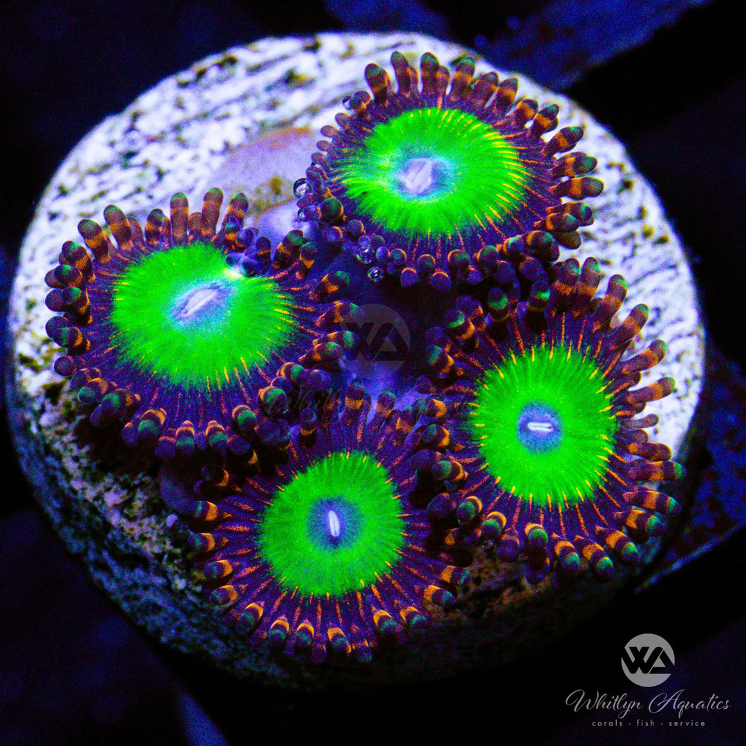 (L6) WA Candy Apple Red Zoa - WYSIWYG