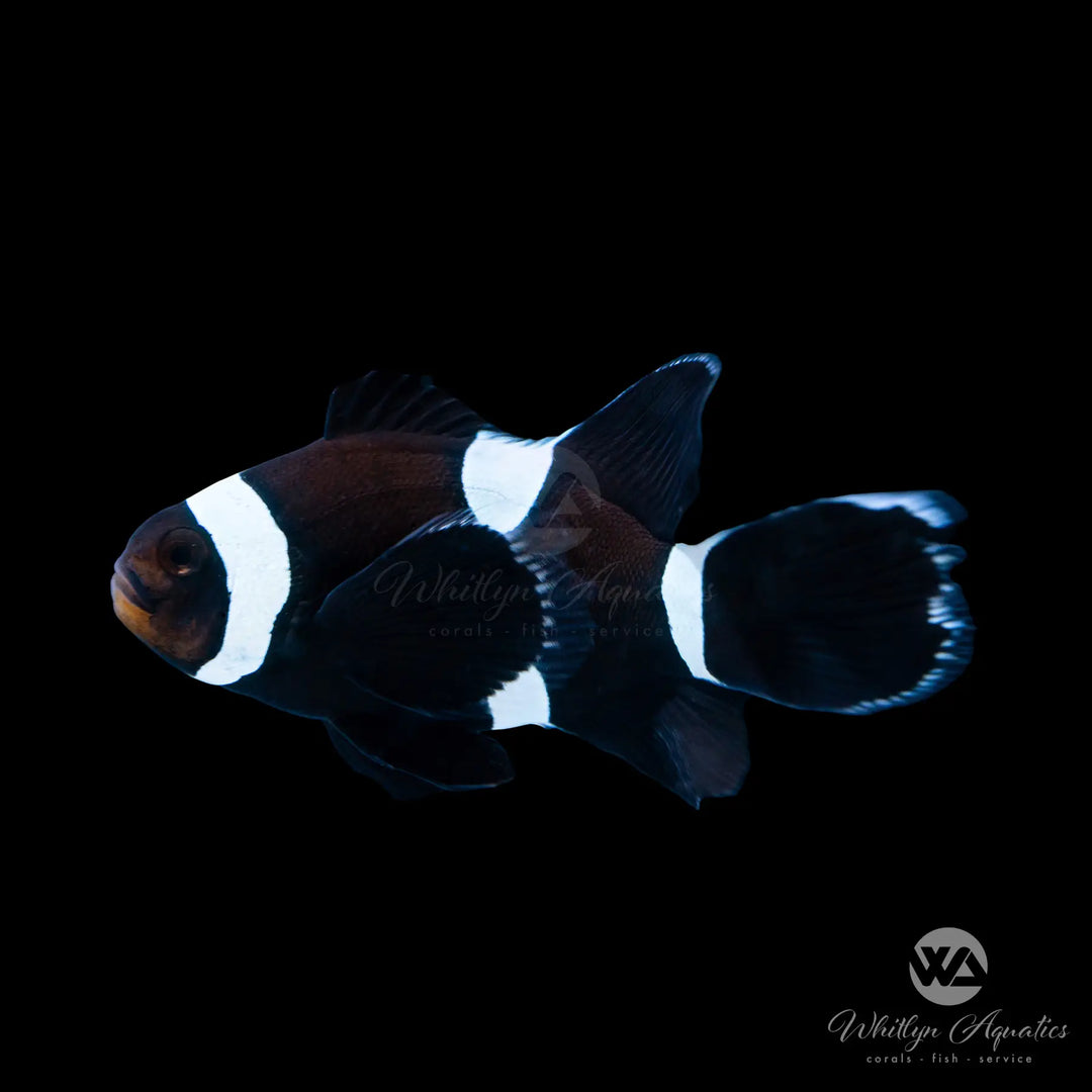 Black & White Longfin Misbar Darwin Clownfish - Amphiprion Ocellaris