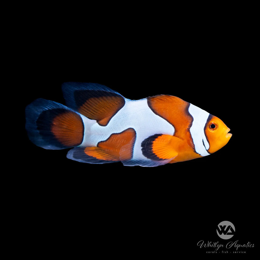 Longfin DaVinci Clownfish - Amphiprion Ocellaris