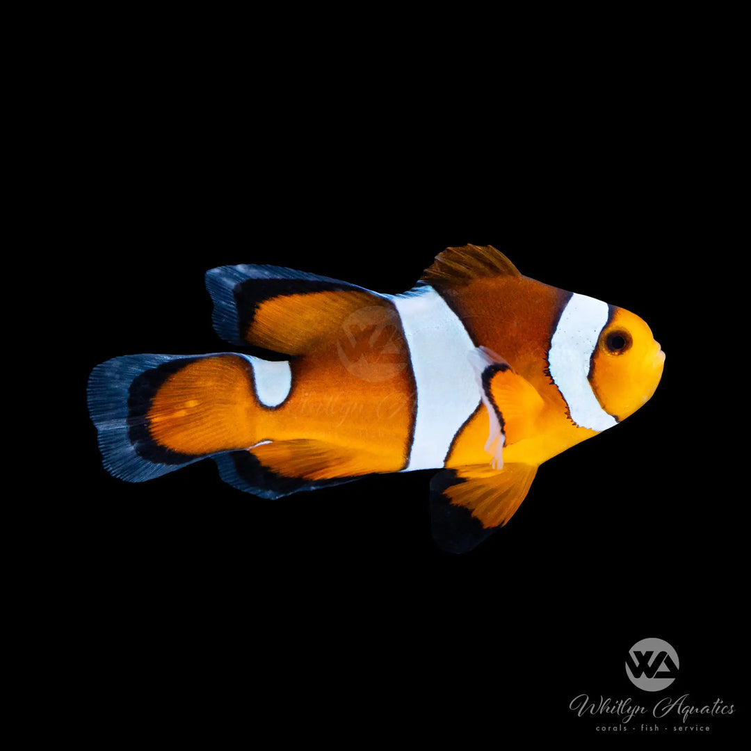 Longfin Ocellaris Clownfish - Amphiprion Ocellaris