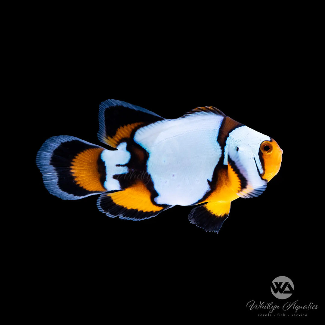 Snow Onyx Longfin Clownfish - Amphiprion percula x ocellaris