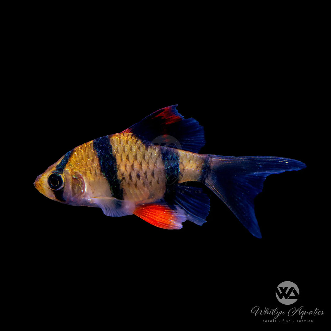 Tiger Barb Longfin - Capoeta tetrazona