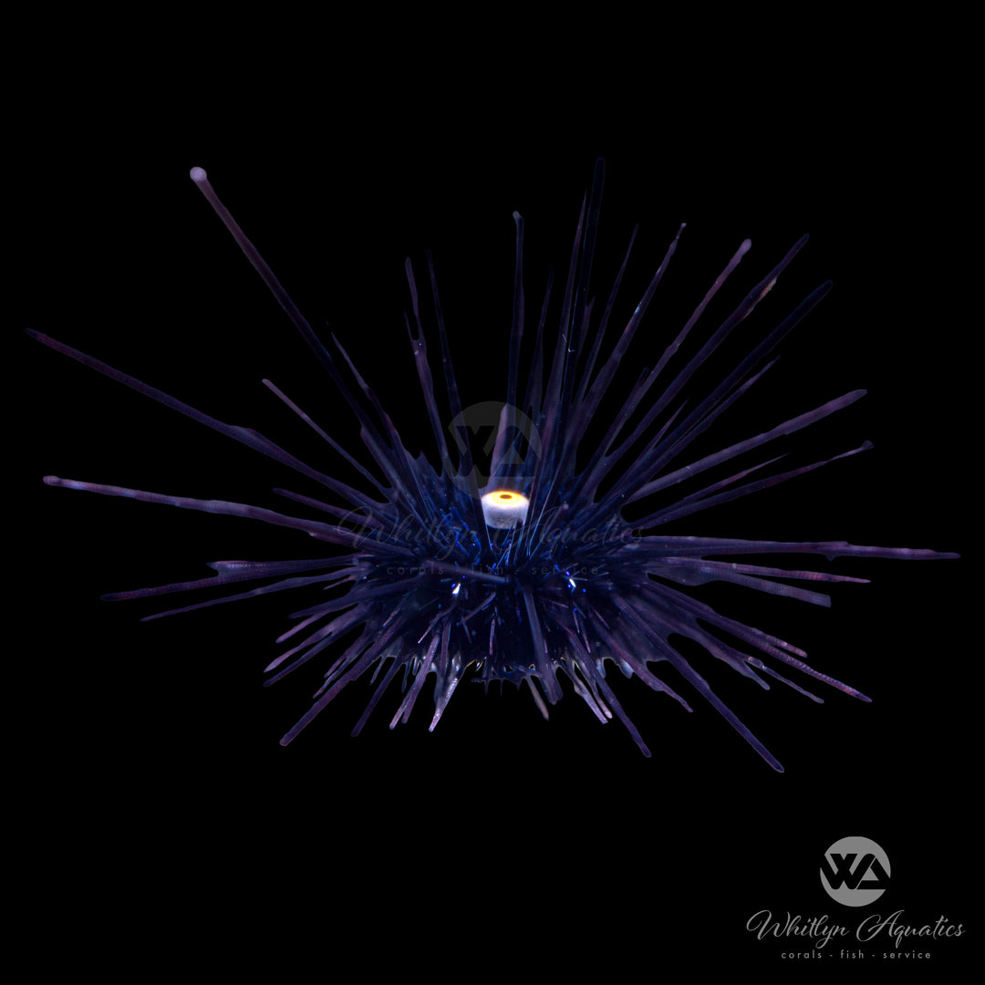 Longspine Urchin - Diadema setosum