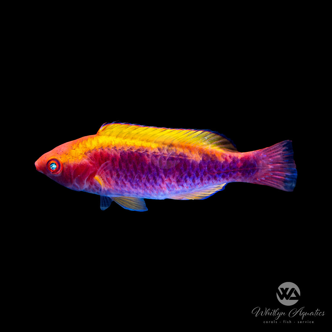 Lubbock's Fairy Wrasse - Cirrhilabrus lubbocki