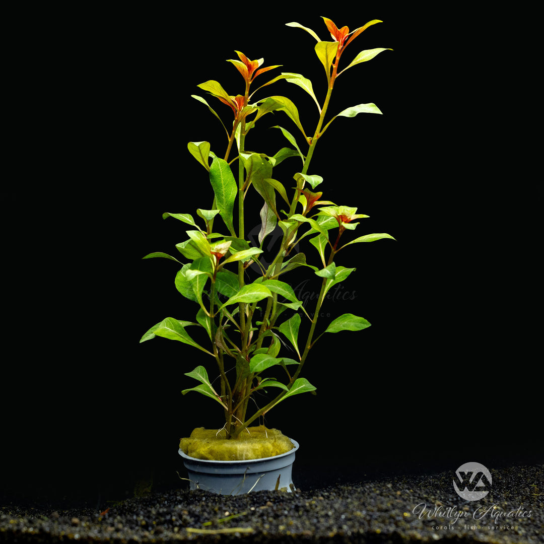 Ludwigia repens - Dark Red