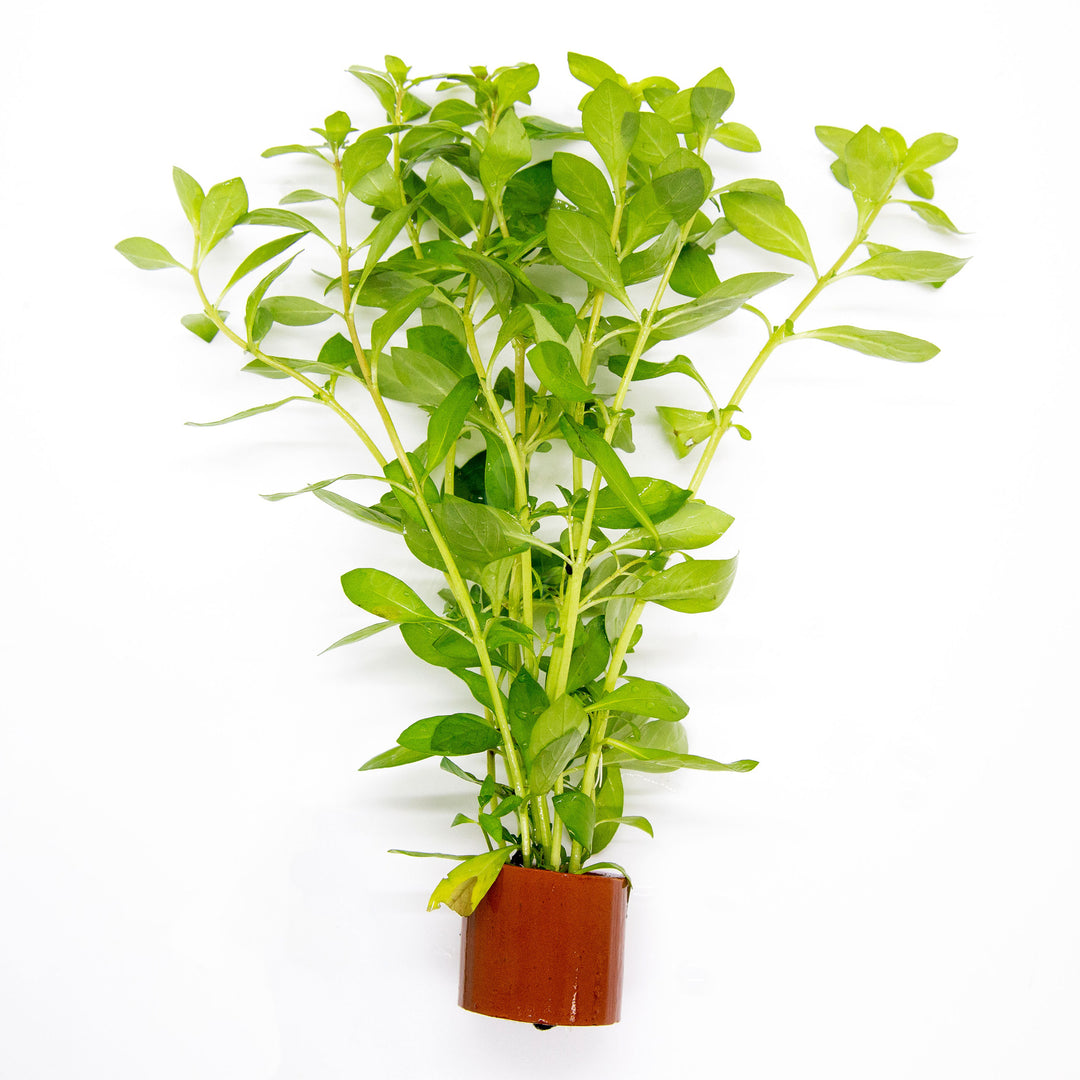 Ludwigia arcuata