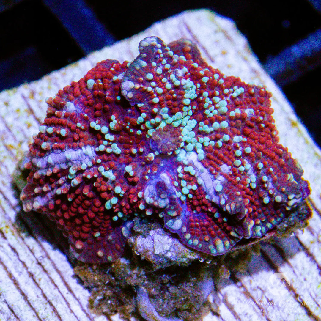 (M1) WA Hail Yeah Mushroom - WYSIWYG