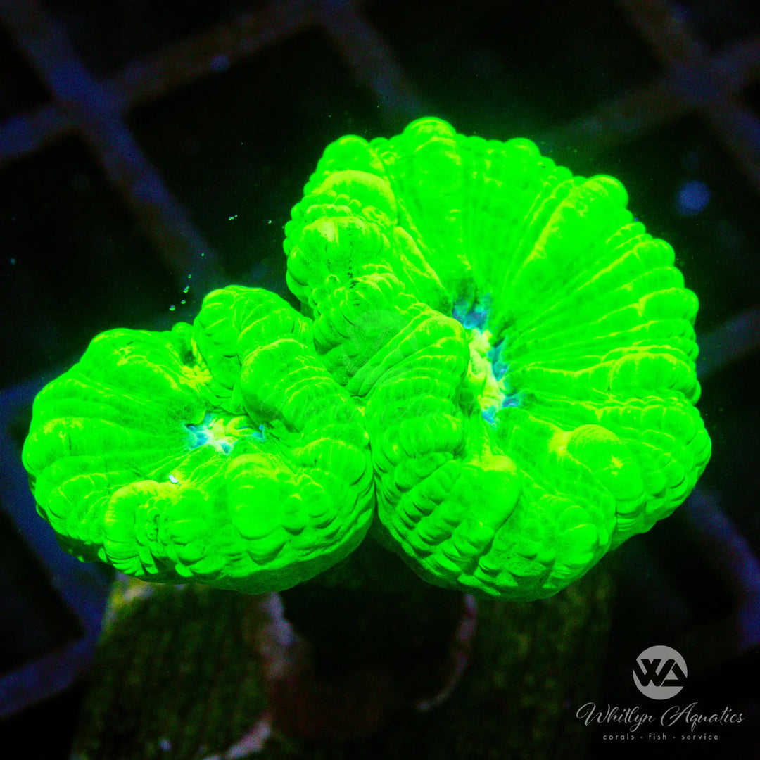(M6) Neon Green Trumpet - WYSIWYG