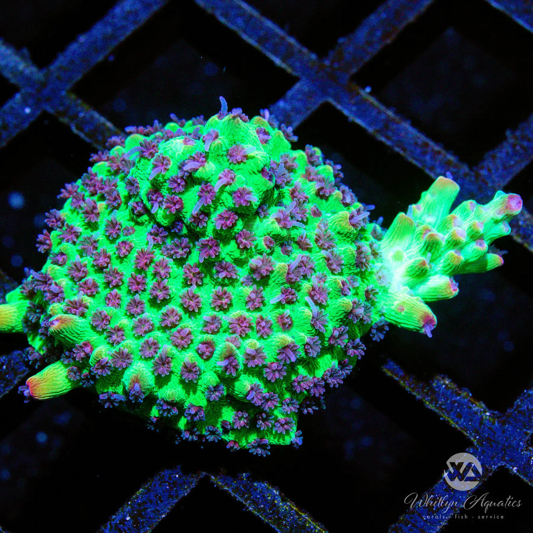(AE6) Strawberry Shortcake Acro - WYSIWYG