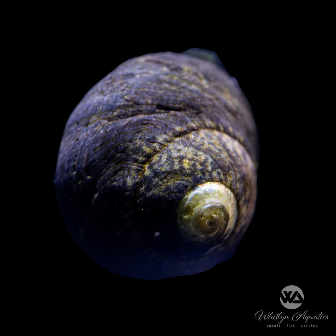 Margarita Snail - Margarites pupillus