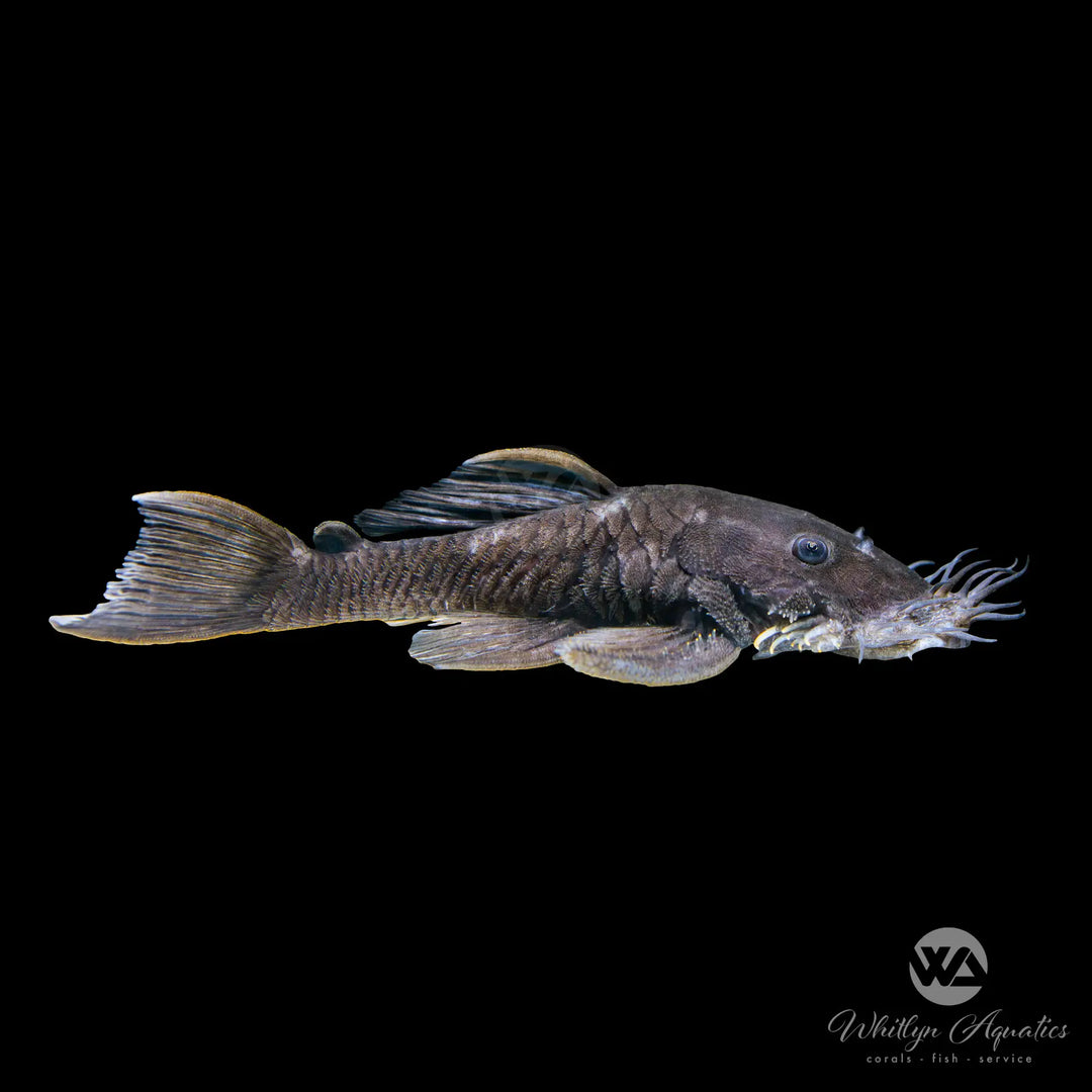 Medusa Pleco - L034 - Ancistrus ranunculus