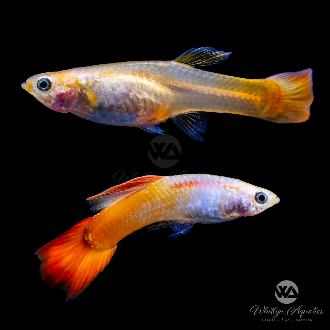 Micariff Sunset Guppy Pair (1M1F)