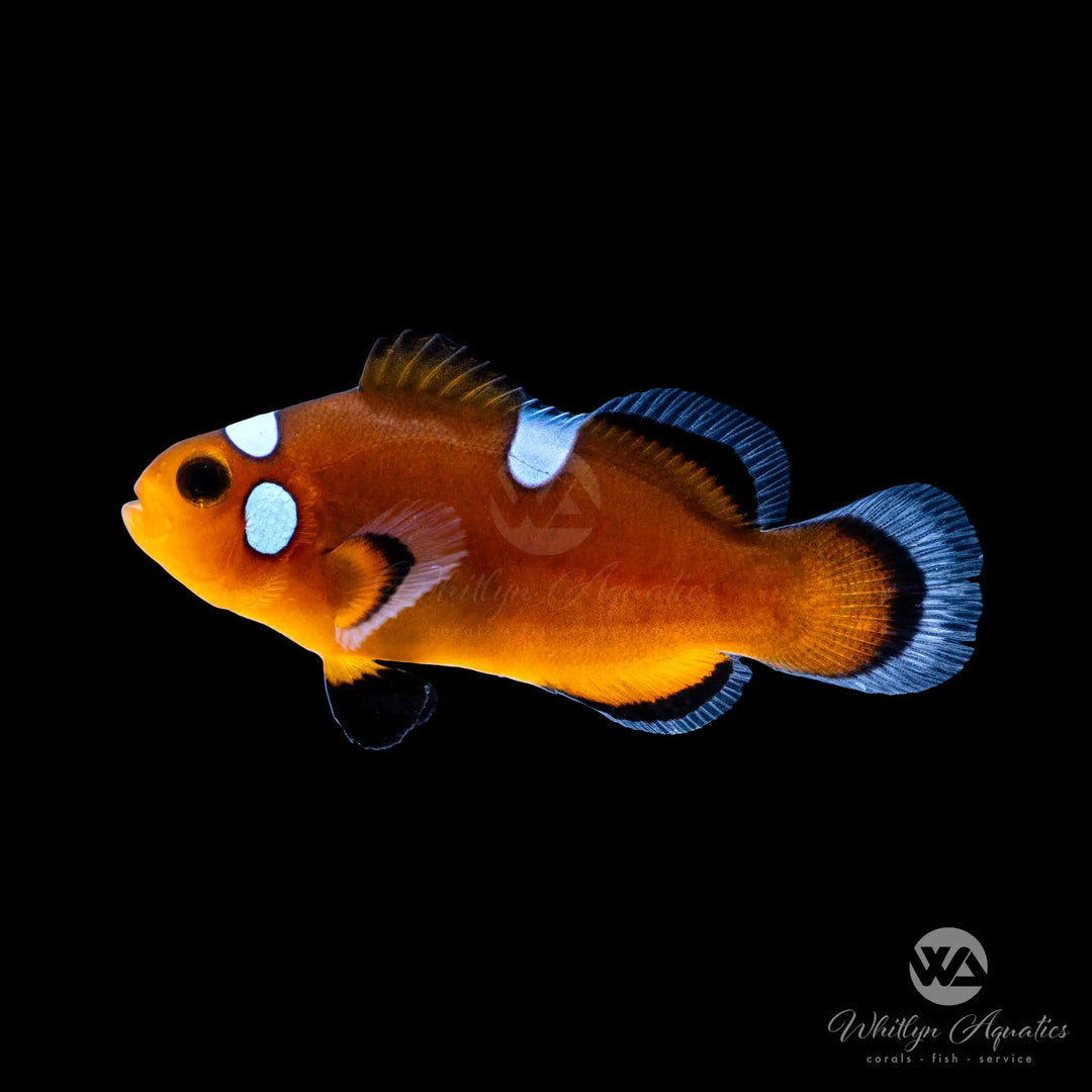 Mocha Latte Clownfish - Amphiprion Ocellaris