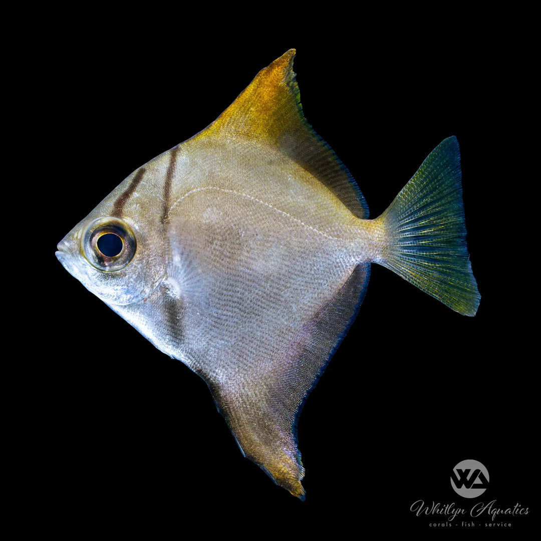 Mono Angel - Monodactylus argenteus