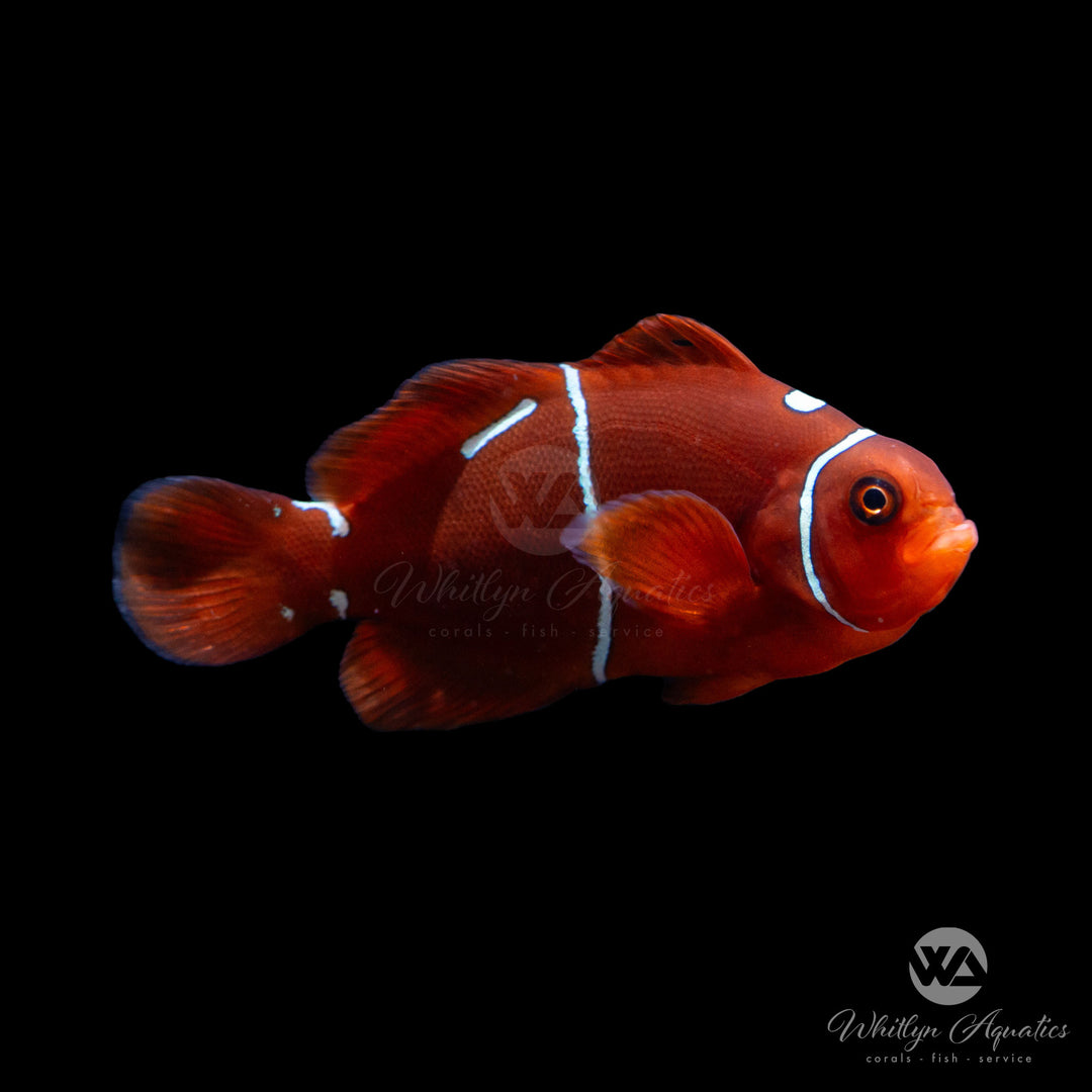 Morse Code Maroon Clownfish - Premnas Biaculeatus