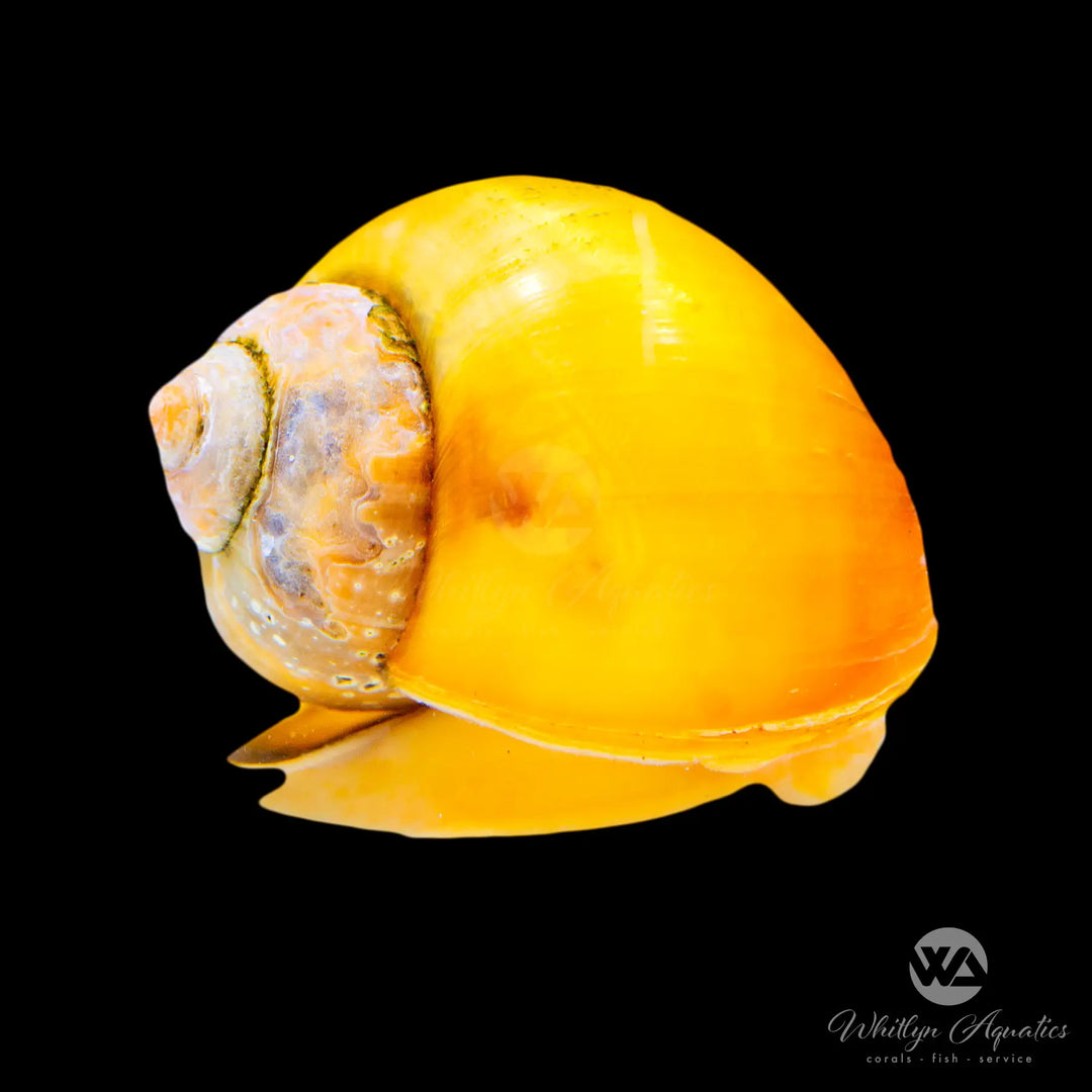 Mystery Snail Assorted - Pomacea sp.
