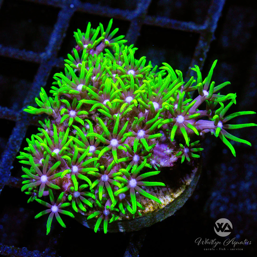 (N4) Green Star Polyps - WYSIWYG