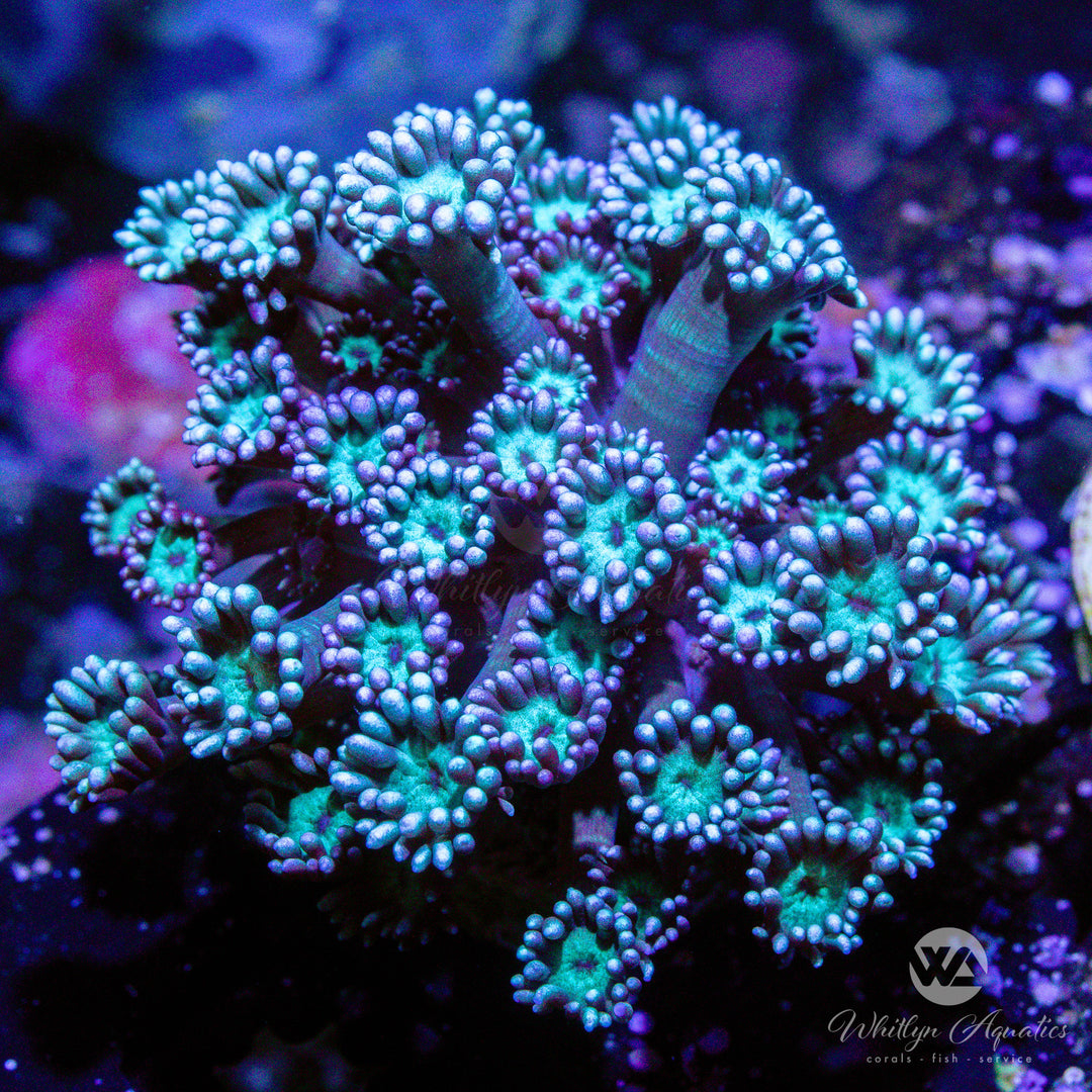 (N5) WA Purple Delight Goni - WYSIWYG