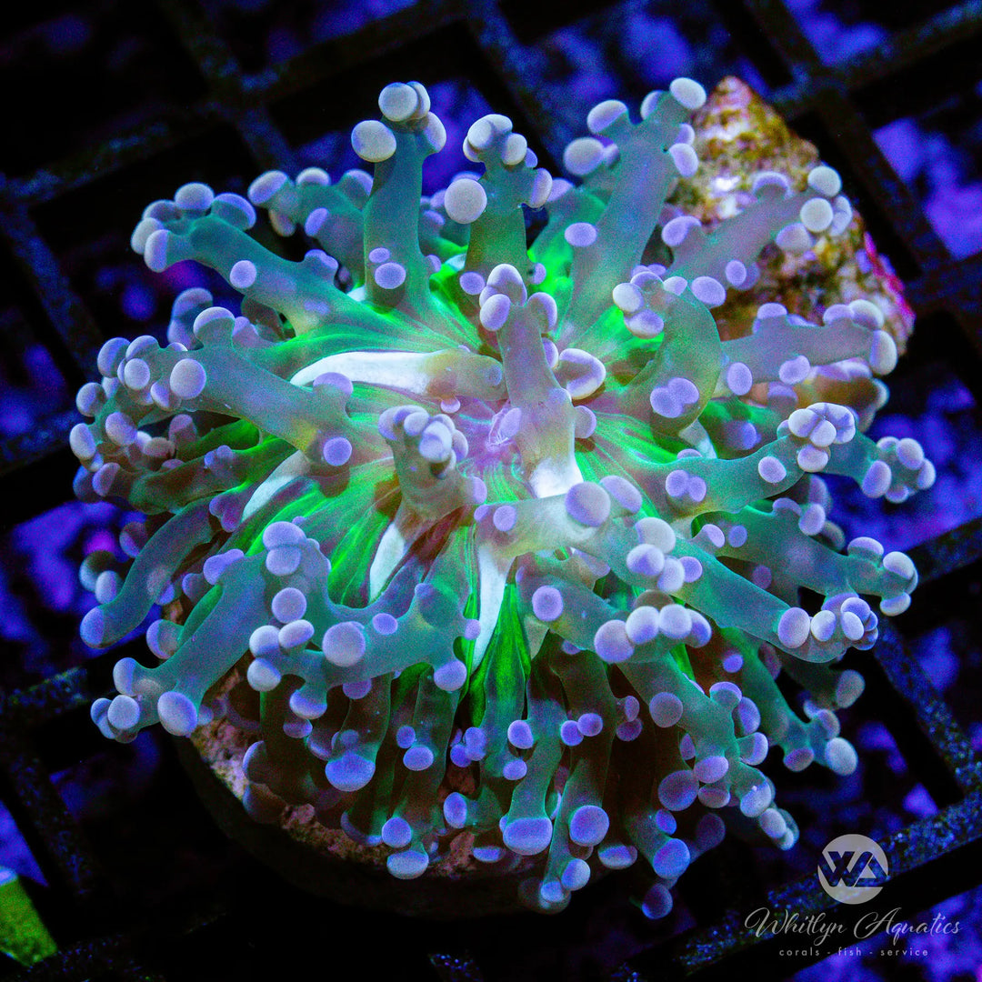 (K2) WA Midas Touch Frogspawn - WYSIWYG