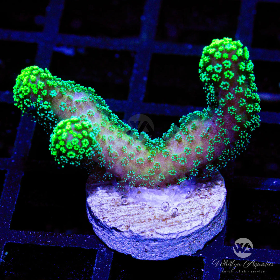 Neon Green Stylophora