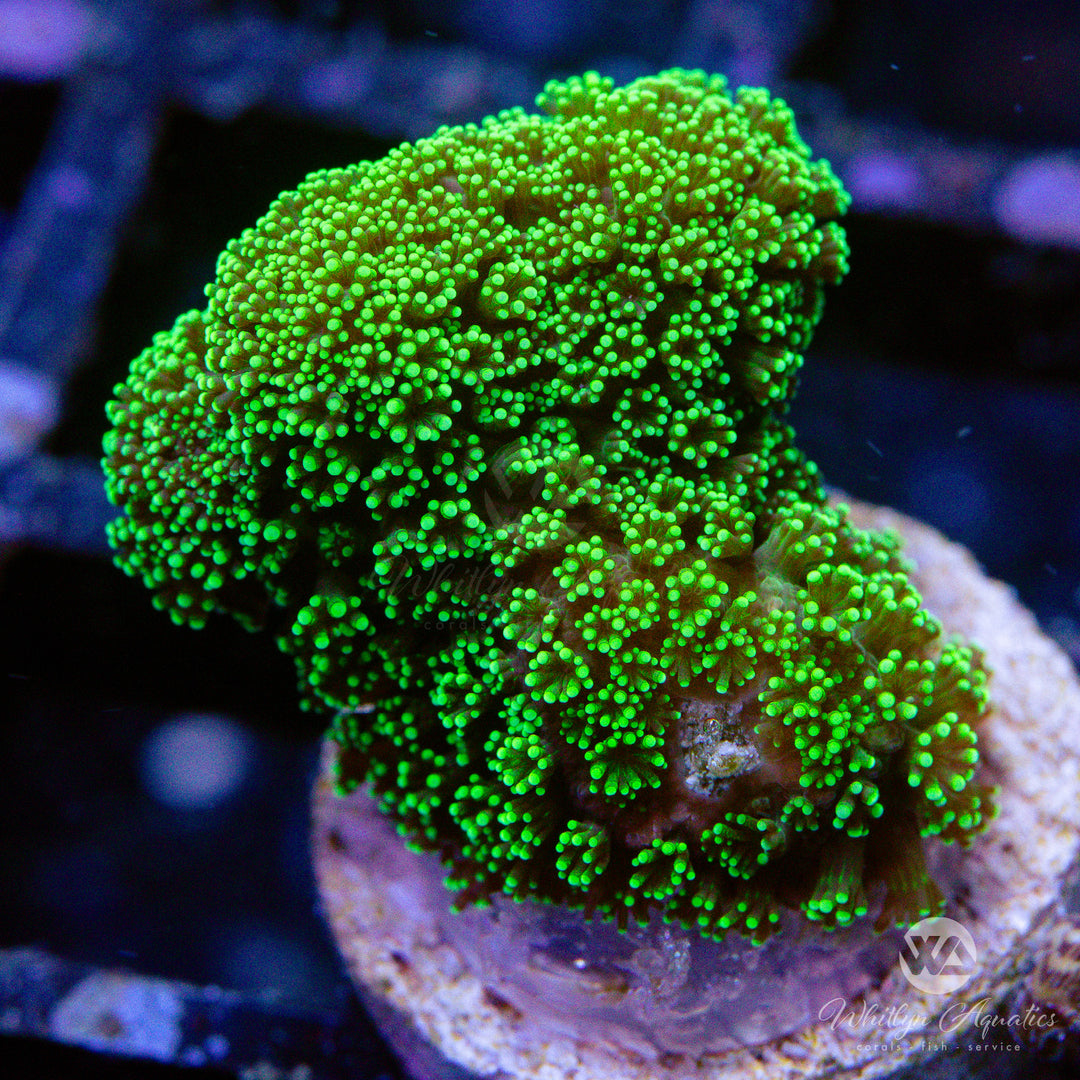 Neon Green Stylophora