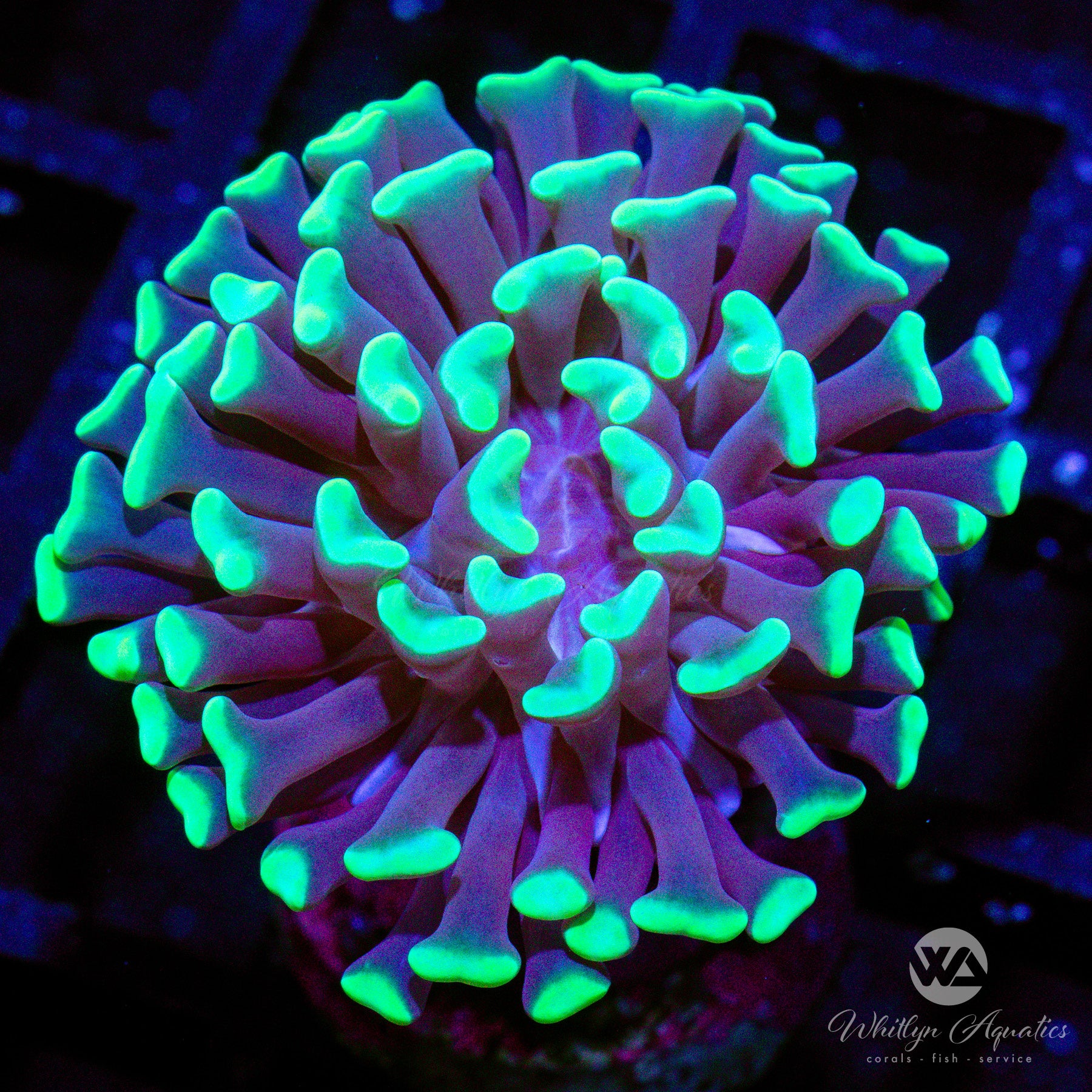 Neon Green Tip Branching Hammer – Whitlyn Aquatics