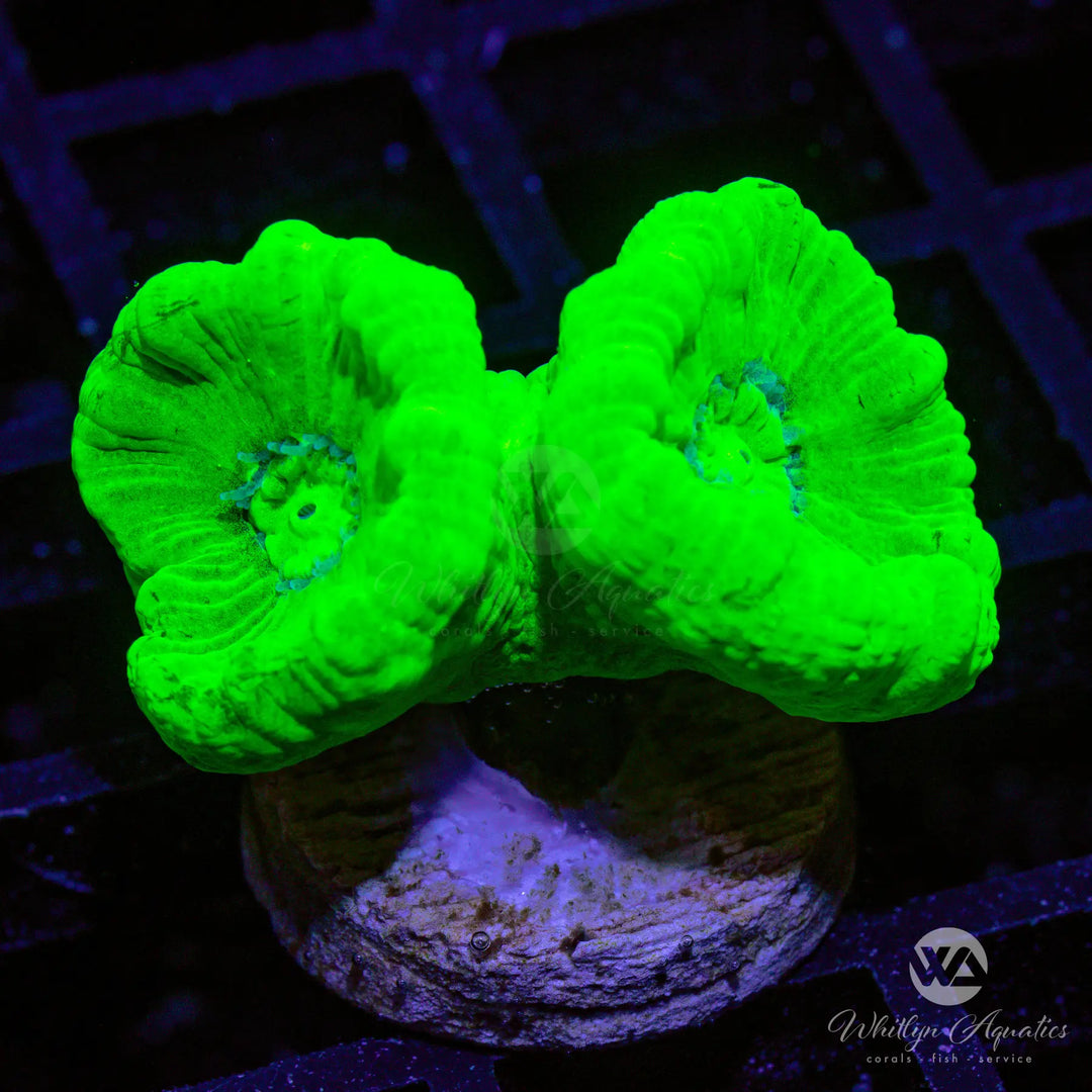 Neon Green Trumpet - WYSIWYG
