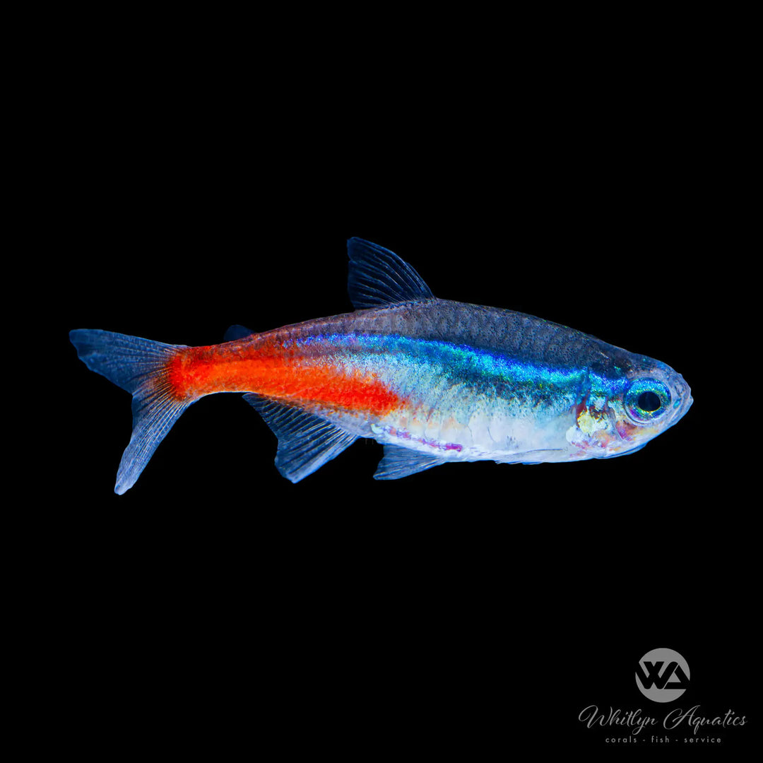 Neon tetra - Paracheirodon innesi