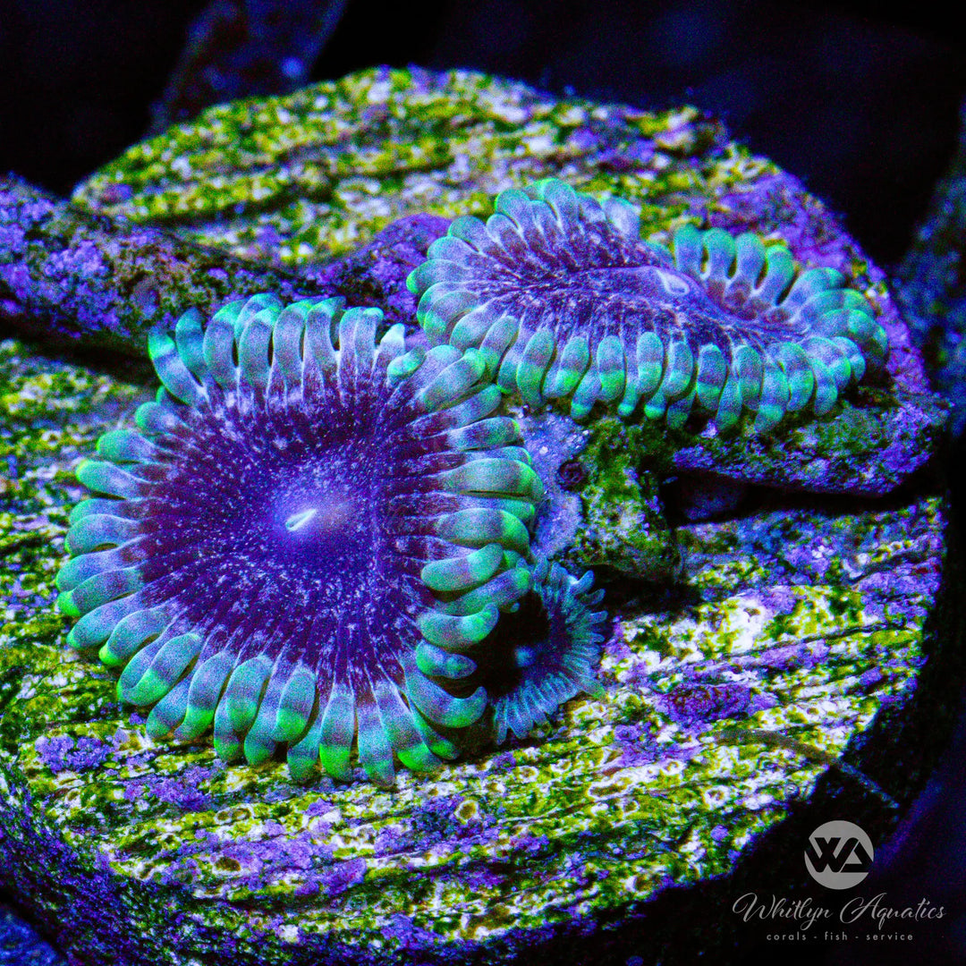 (O2) WA Darth Sidious Zoa - WYSIWYG