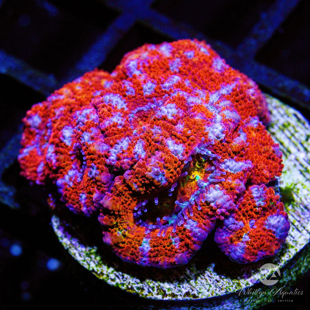 (O3) WA Crimson Tide Acan - WYSIWYG