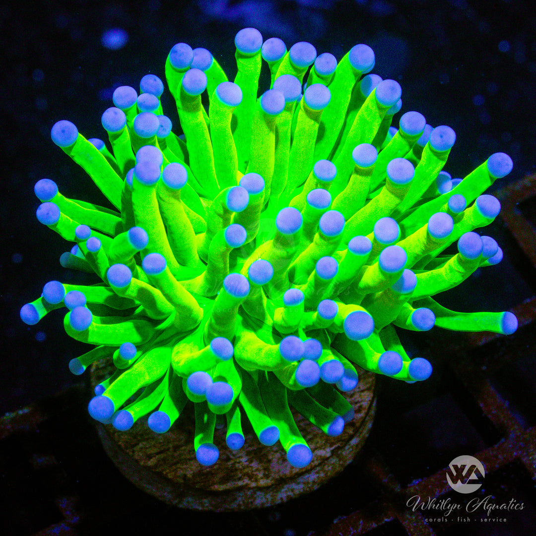 (O4) Holy Grail Torch - WYSIWYG